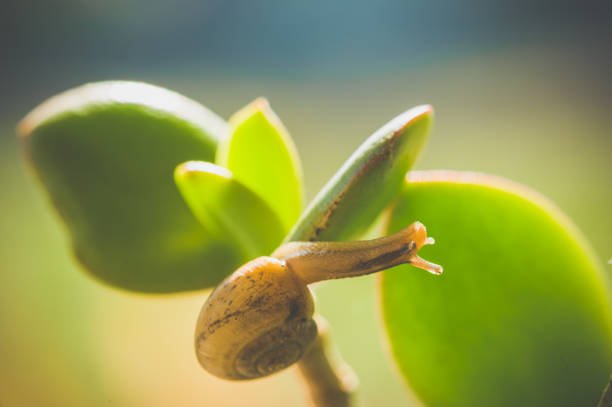 Exploring the Power of Hormita — Embrace Growth Through Gentle Stress Hormita